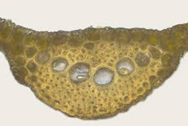 Attēlu rezultāti vaicājumam “Eurhynchiastrum pulchellum macro”