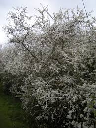 Attēlu rezultāti vaicājumam “Prunus spinosa”