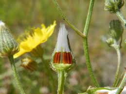Attēlu rezultāti vaicājumam “Crepis tectorum flower”