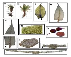 Attēlu rezultāti vaicājumam “Didymodon tophaceus sporophyte”