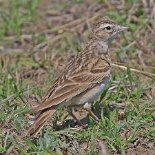 Image result for Calandrella brachydactyla