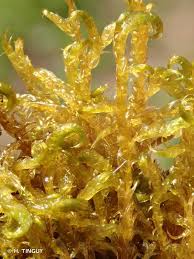 Attēlu rezultāti vaicājumam “Hamatocaulis vernicosus”