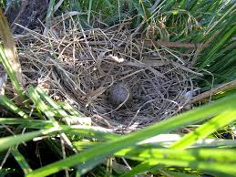 Attēlu rezultāti vaicājumam “Larus ridibundus eggs”