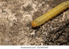 Attēlu rezultāti vaicājumam “Cimbex femoratus larva”