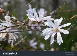 Attēlu rezultāti vaicājumam “Magnolia cylindrica flower”