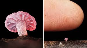 Attēlu rezultāti vaicājumam “Hemitrichia decipiens young”