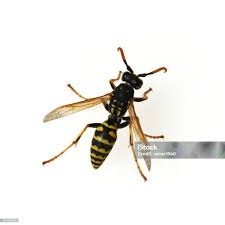 Attēlu rezultāti vaicājumam “Vespula germanica”