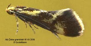 Attēlu rezultāti vaicājumam “Denisia similella”