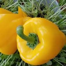 Afbeeldingsresultaat voor californian wonder golden sweet pepper