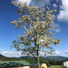 Attēlu rezultāti vaicājumam “Robinia pseudoacacia flower”