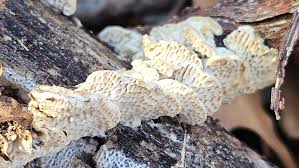 Attēlu rezultāti vaicājumam “Antrodia malicola”