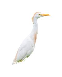 Attēlu rezultāti vaicājumam “Bubulcus ibis”