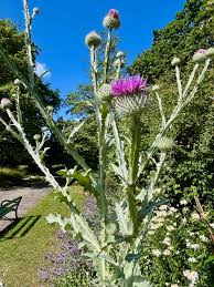 Image result for Onopordum acanthium