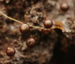 Attēlu rezultāti vaicājumam “Diderma simplex macro”