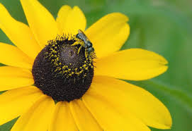 Attēlu rezultāti vaicājumam “Rudbeckia hirta var. hirta flower”