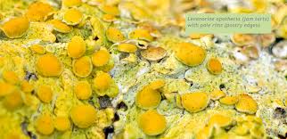 Attēlu rezultāti vaicājumam “Xanthoria parietina”