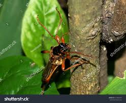 Attēlu rezultāti vaicājumam “Necydalis major”