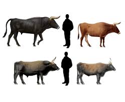 Attēlu rezultāti vaicājumam “Bos primigenius taurus”