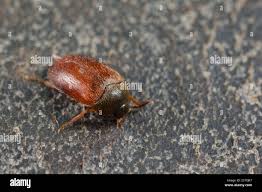 Attēlu rezultāti vaicājumam “Attagenus smirnovi”