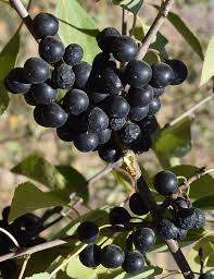 Attēlu rezultāti vaicājumam “Rhamnus cathartica fruit”