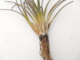 Attēlu rezultāti vaicājumam “Isoetes lacustris”