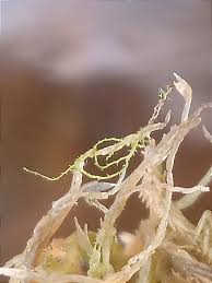 Attēlu rezultāti vaicājumam “Cephaloziella elachista”