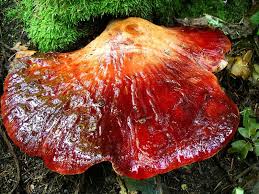 Attēlu rezultāti vaicājumam “Fistulina hepatica”