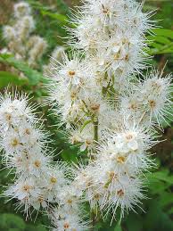 Attēlu rezultāti vaicājumam “Sorbaria sorbifolia bud”