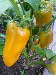 Afbeeldingsresultaat voor baby yellow sweet pepper