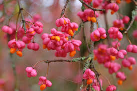Attēlu rezultāti vaicājumam “Euonymus europaeus fruit”