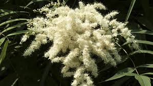 Attēlu rezultāti vaicājumam “Sorbaria sorbifolia flower”