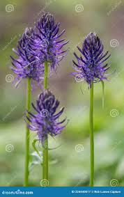 Attēlu rezultāti vaicājumam “Phyteuma spicatum fruit”