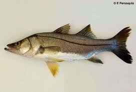 Image result for Centropomus undecimalis