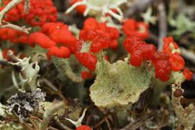 Attēlu rezultāti vaicājumam “Cladonia coccifera”