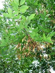 Attēlu rezultāti vaicājumam “Fraxinus pennsylvanica fruit”