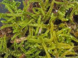 Attēlu rezultāti vaicājumam “Rhytidiadelphus subpinnatus sporophyte”