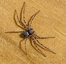 Attēlu rezultāti vaicājumam “Philodromidae”