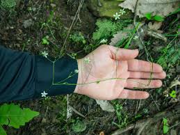 Attēlu rezultāti vaicājumam “Stellaria longifolia leaf”
