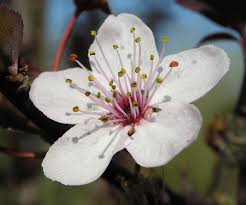 Attēlu rezultāti vaicājumam “Prunus cerasifera flower”