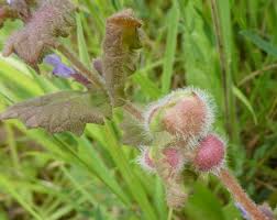 Attēlu rezultāti vaicājumam “Liposthenes glechomae”