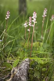 Attēlu rezultāti vaicājumam “Pyrola minor”