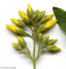 Attēlu rezultāti vaicājumam “Lysimachia vulgaris fruit”