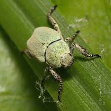 Attēlu rezultāti vaicājumam “Hoplia parvula”