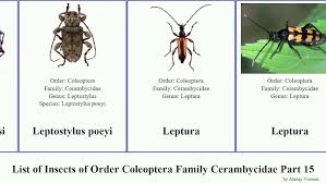 Attēlu rezultāti vaicājumam “Leptura annularis”