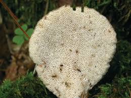 Attēlu rezultāti vaicājumam “Junghuhnia pseudozilingiana”