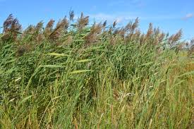Attēlu rezultāti vaicājumam “Phragmites communis”