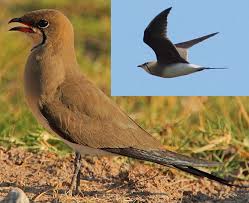 Image result for Glareola pratincola