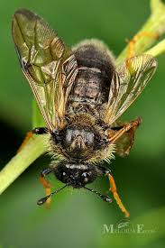 Attēlu rezultāti vaicājumam “Trichiosoma”