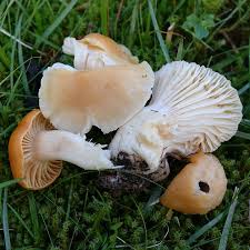 Attēlu rezultāti vaicājumam “Diplomitoporus flavescens”