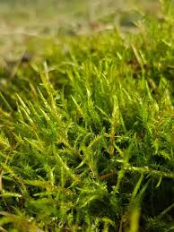 Attēlu rezultāti vaicājumam “Calliergonella cuspidata sporophyte”